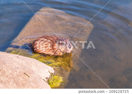 Portrait of a muskrat, ondatra zibethicus, rodent found in wetlands Portrait of a muskrat, ondatra zibethicus, rodent found in wetlands 109228725