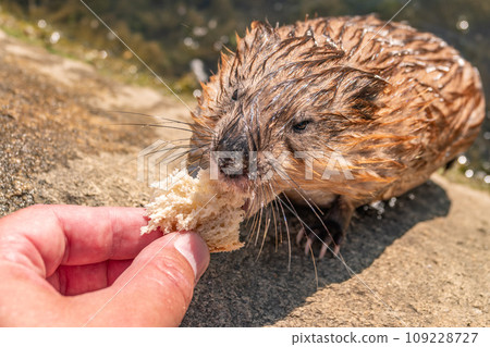 Muskrat, Ondatra zibethicuseats, eats bread from human hand. Muskrat, Ondatra zibethicuseats, eats bread from human hand. 109228727