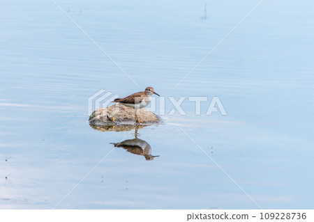 Common sandpiper, Actitis hypoleucos, resting lake shore with reflection in water. 109228736