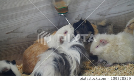 豚鼠聚集在一起補充水分 豚鼠聚集在一起補充水分 109228839