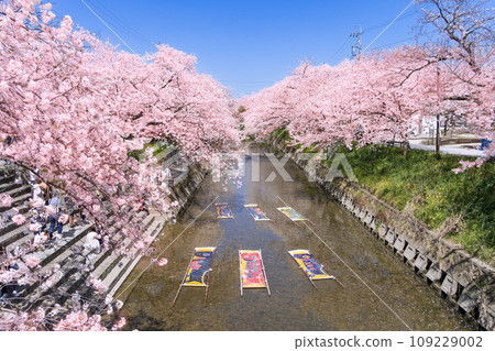 Iwakura Gojo River Cherry Blossom Festival and Nobori Washing Bustiness 109229002