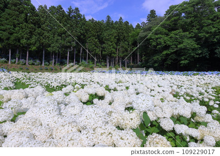 Maikawaharasawa, Ichinoseki City, Iwate Prefecture, Michinoku Hydrangea Garden, a famous spot for hydrangeas, a vast hydrangea field with white hydrangeas, Annabelle, etc. 109229017