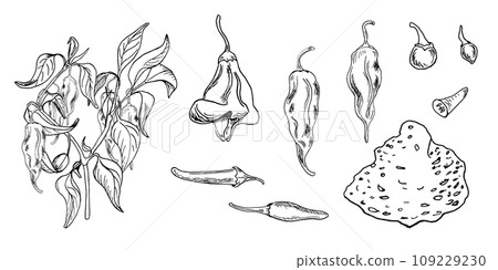 Hot peppers bush vector illustration isolated on white. Hand drawn ink trinidad scorpion pepper. Carolina reaper pepper black white graphic. Hot pepper plant. Design element for wrapping, package Hot peppers bush vector illustration isolated on white. Hand drawn ink trinidad scorpion pepper. Carolina reaper pepper black white graphic. Hot pepper plant. Design element for wrapping, package 109229230