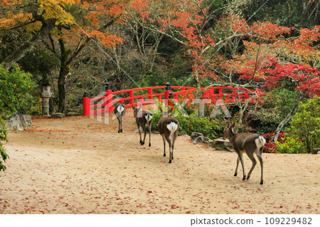 Miyajima Momijidani Park and Itsukushima Shrine, the best time to see autumn leaves 109229482