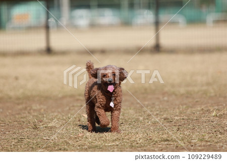 Toy poodle running in a dog run Toy poodle running in a dog run 109229489