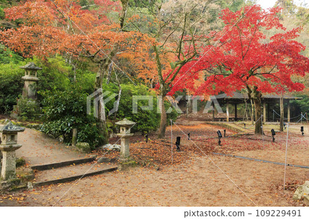 Miyajima Momijidani Park and Itsukushima Shrine, the best time to see autumn leaves Miyajima Momijidani Park and Itsukushima Shrine, the best time to see autumn leaves 109229491