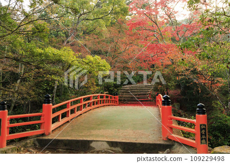 Miyajima Momijidani Park and Itsukushima Shrine, the best time to see autumn leaves Miyajima Momijidani Park and Itsukushima Shrine, the best time to see autumn leaves 109229498