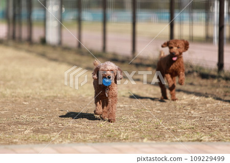 Toy poodle running in a dog run 109229499