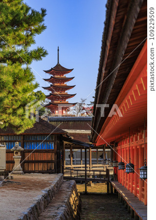 Miyajima Momijidani Park and Itsukushima Shrine, the best time to see autumn leaves 109229509