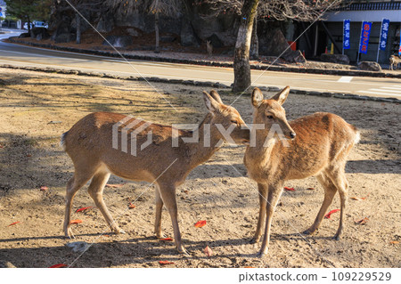 宮島紅葉谷公園和嚴島神社,賞紅葉的最佳時間 宮島紅葉谷公園和嚴島神社,賞紅葉的最佳時間 109229529