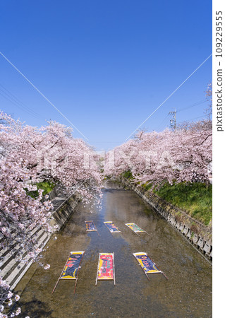 Iwakura Gojo River Cherry Blossom Festival and Nobori Washing Bustiness 109229555