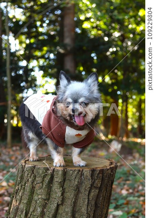 Mu-chan, a Chihuahua girl, stands on a stump and looks cutely at Orui Forest in Moroyama Town ♡ Mu-chan, a Chihuahua girl, stands on a stump and looks cutely at Orui Forest in Moroyama Town ♡ 109229804