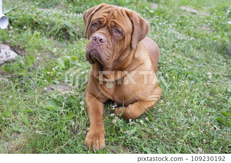 A large, wary dog lies and watches. The Dogue de Bordeaux protects its territory. 109230192