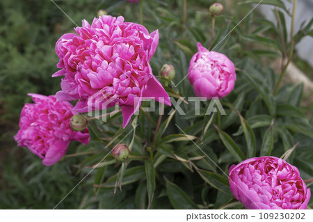 Bush of large pink flowers. Heads of pink blooming peonies 109230202