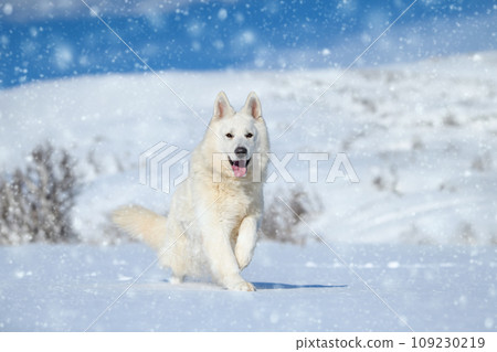 White Swiss Shepherd dog running on snow 109230219