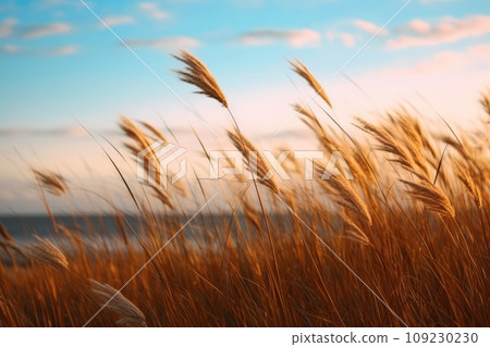 Golden wheat field AI generated image AI image 109230230