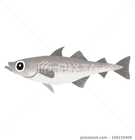 Illustration material of walleye Illustration material of walleye 109230409
