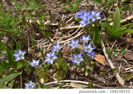 Tateyama gentian blooming near the summit of Mt. Tango 109230533