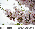 Cherry petals 109230564