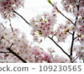 Cherry blossoms in full bloom 109230565
