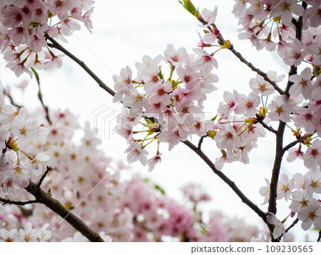 Cherry blossoms in full bloom Cherry blossoms in full bloom 109230565