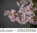 Pink cherry blossoms that stand out against the black background 109230566