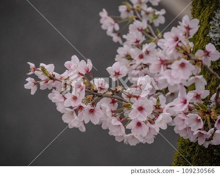 Pink cherry blossoms that stand out against the black background Pink cherry blossoms that stand out against the black background 109230566
