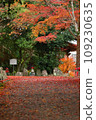 Autumn leaves at Otaniyama Kaya-in Temple 109230635