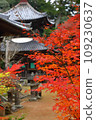 Autumn leaves at Otaniyama Kaya-in Temple 109230637