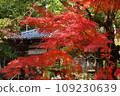 Autumn leaves at Otaniyama Kaya-in Temple 109230639