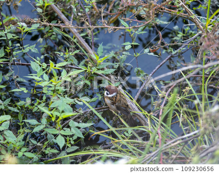 A sparrow perches on a branch by the water 109230656