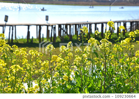 群馬縣多塔蘭沼市,油菜花盛開的春天水邊 群馬縣多塔蘭沼市,油菜花盛開的春天水邊 109230664