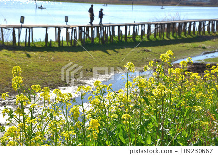 群馬縣多塔蘭沼市,油菜花盛開的春天水邊 群馬縣多塔蘭沼市,油菜花盛開的春天水邊 109230667