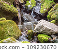 Mossy rocks and moss 109230670