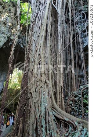 沖繩榕樹根 109230672