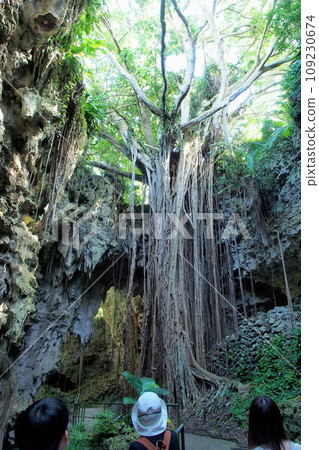 Okinawa banyan root Okinawa banyan root 109230674