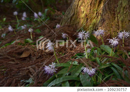 A white scarlet flower blooming in the sun in a cedar forest A white scarlet flower blooming in the sun in a cedar forest 109230757
