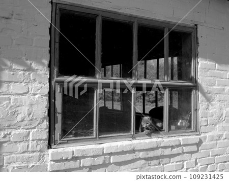 Funny cute striped shorthair kitten, beautiful cat sitting of smiling 109231425