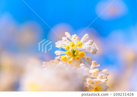 Mitumata花 109231426