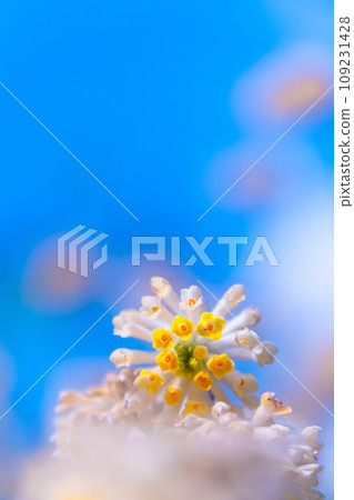 Mitumata flowers Mitumata flowers 109231428