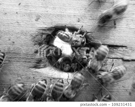 Winged bee slowly flies to beehive collect nectar on private apiary Winged bee slowly flies to beehive collect nectar on private apiary 109231431
