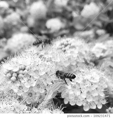 Winged bee slowly flies to the plant, collect nectar for honey on private apiary from flower 109231471