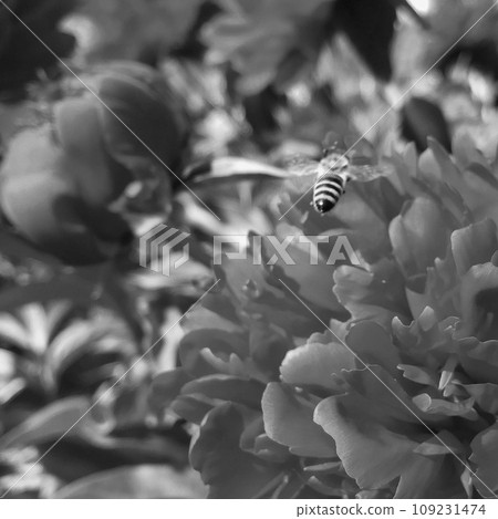 Winged bee slowly flies to the plant, collect nectar for honey on private apiary from flower Winged bee slowly flies to the plant, collect nectar for honey on private apiary from flower 109231474