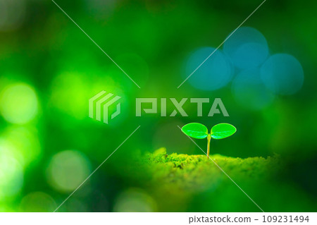 sprouting of futaba 109231494