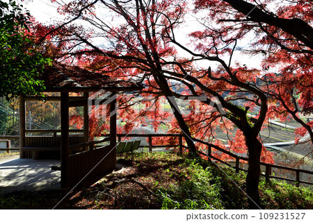 觀音山的紅葉 2022-11-24 #37 109231527