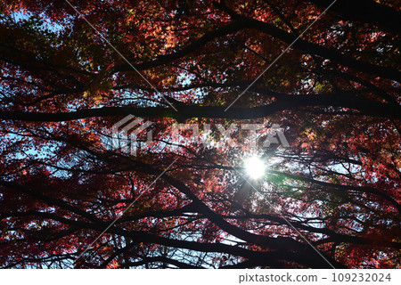 Autumn leaves of Mt. Kannon 2022-11-24 #41 Autumn leaves of Mt. Kannon 2022-11-24 #41 109232024
