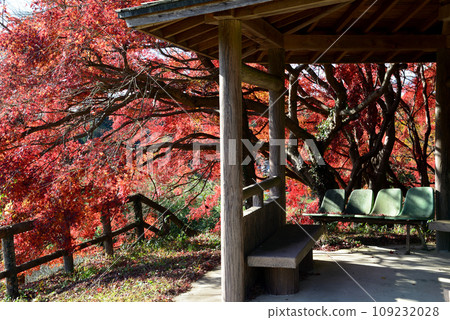 觀音山的紅葉 2022-11-24 #44 觀音山的紅葉 2022-11-24 #44 109232028