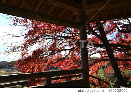 Autumn leaves of Mt. Kannon 2022-11-24 #46 109232031