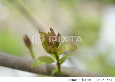 Smoke tree Smoke tree 109232354
