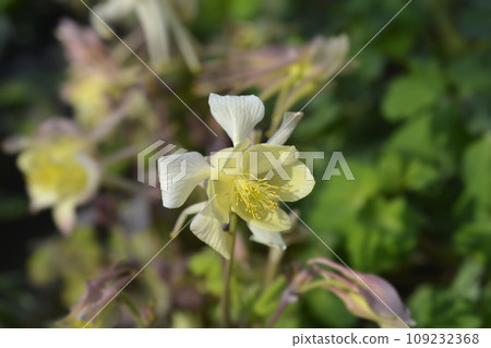 Common columbine Common columbine 109232368
